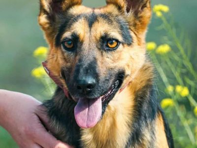 NIKA - cudowna, wrażliwa sunia szuka super domu