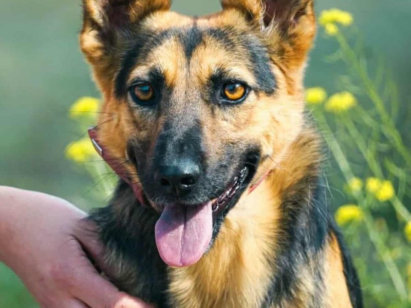 NIKA - cudowna, wrażliwa sunia szuka super domu