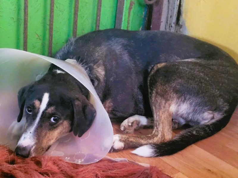 KRESKA - wrażliwa, biedna sunia szuka domu