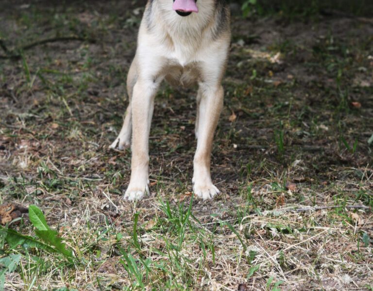 Daj Bryziowi szansę… On odda Ci całą miłość, jaką ma