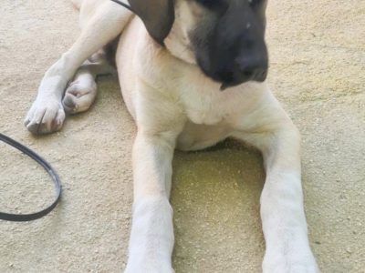 LUCKY - 5 miesięczny szczeniak szuka najlepszego domu