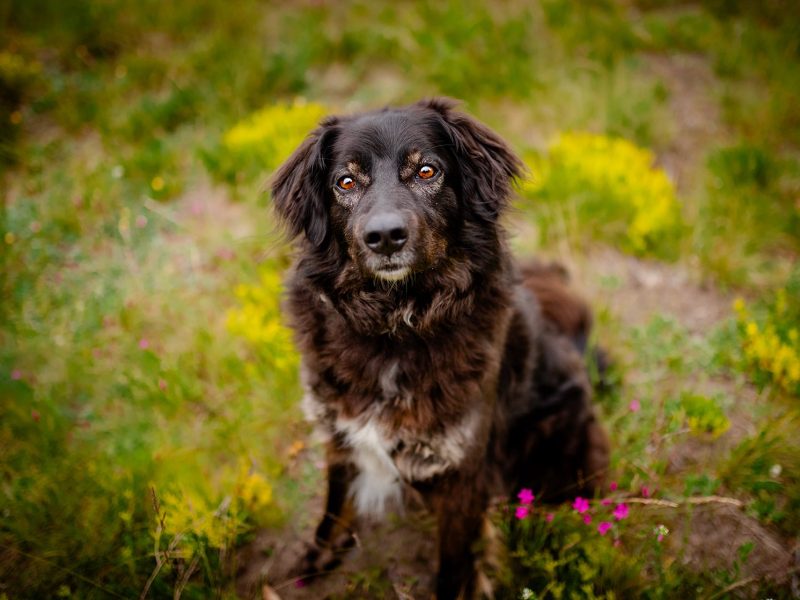 Roki - domowy, młody, przyjazny psiak!