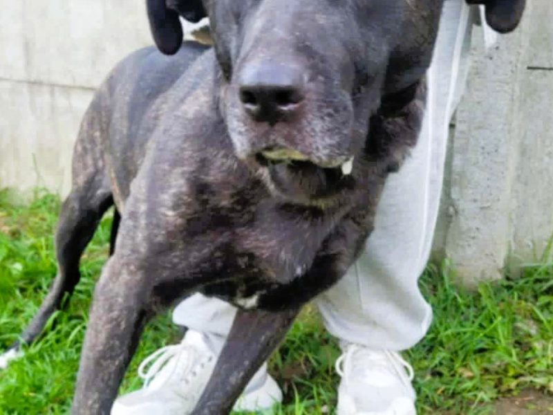 FIBI - piękna delikatna sunia szuka domu