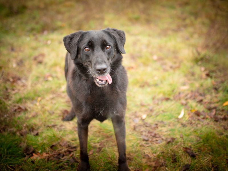 Uśmiechnięty Portos w typie labradora szuka domu!