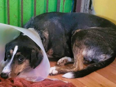 KRESKA - wrażliwa, biedna sunia szuka domu