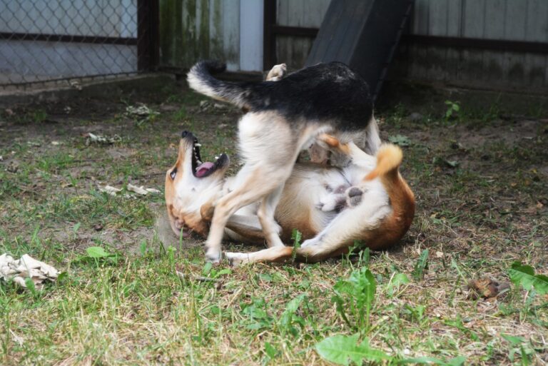 Daj Bryziowi szansę… On odda Ci całą miłość, jaką ma