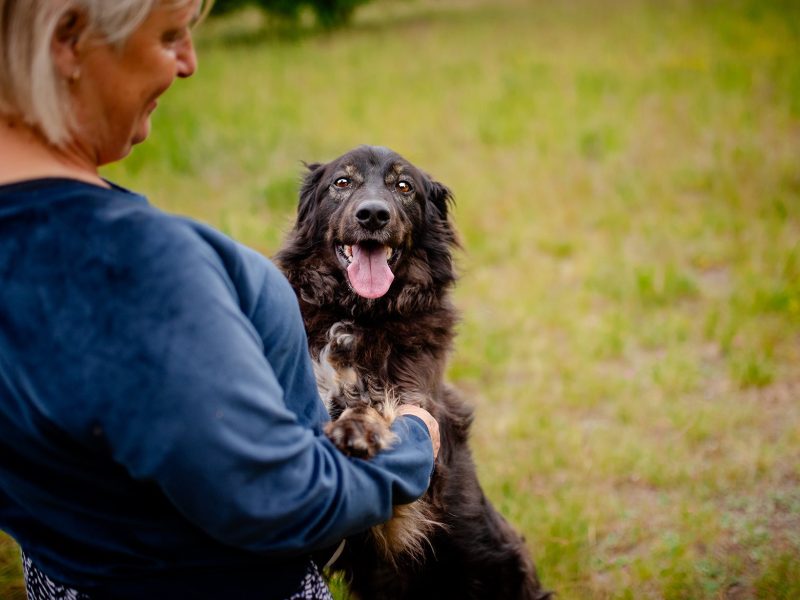 Roki - domowy, młody, przyjazny psiak!