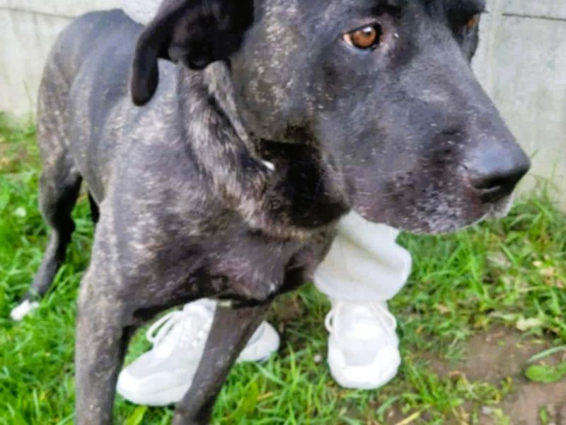 FIBI - piękna delikatna sunia szuka domu