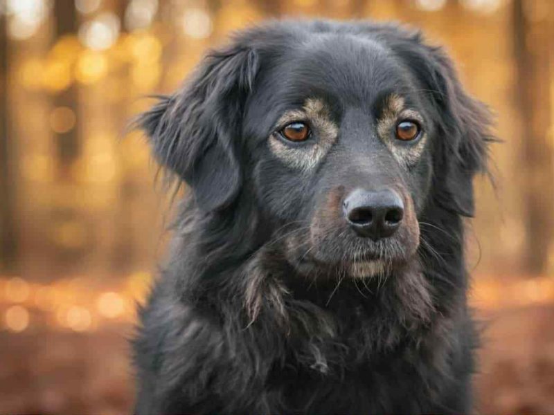 Roki - domowy, młody, przyjazny psiak!