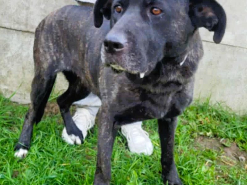 FIBI - piękna delikatna sunia szuka domu