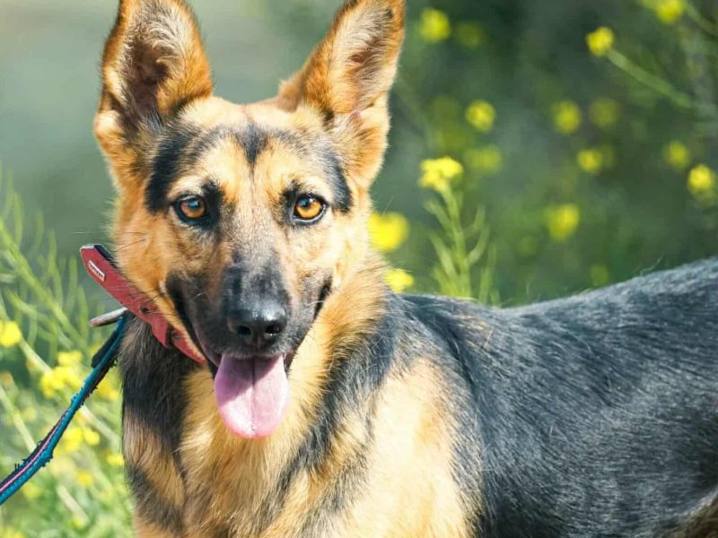 NIKA - cudowna, wrażliwa sunia szuka super domu