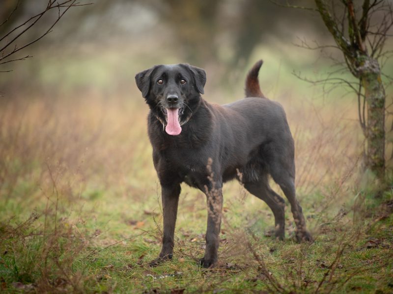 Uśmiechnięty Portos w typie labradora szuka domu!