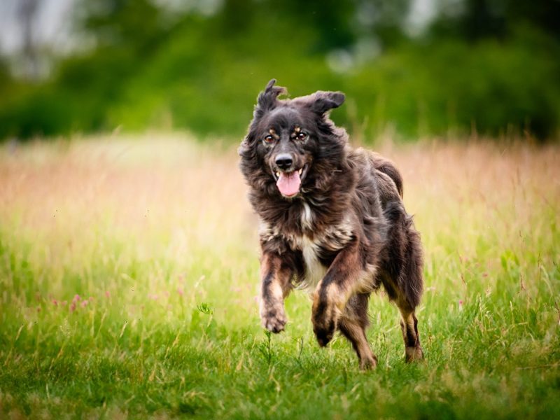Roki - domowy, młody, przyjazny psiak!
