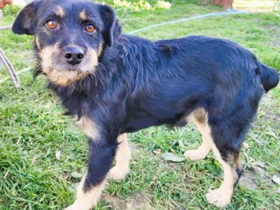 FIKUŚ - wrażliwy psiak w typie terriera do adocji