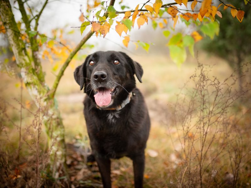 Uśmiechnięty Portos w typie labradora szuka domu!