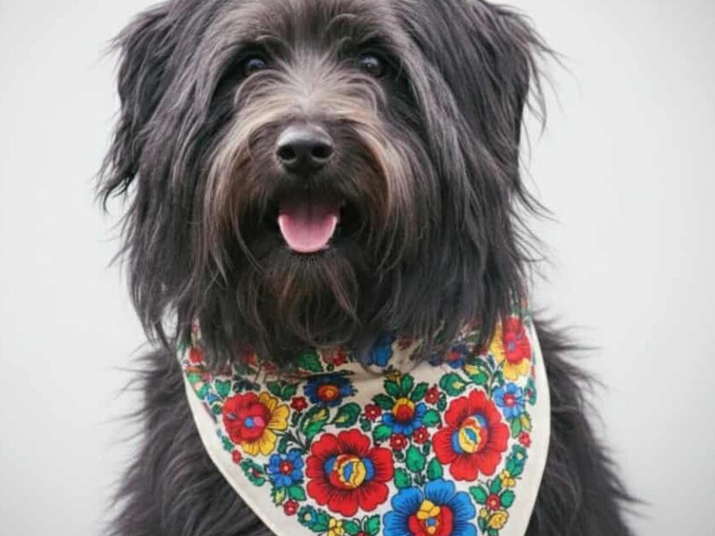 REMI - cudo na 4 łapach do adopcji!