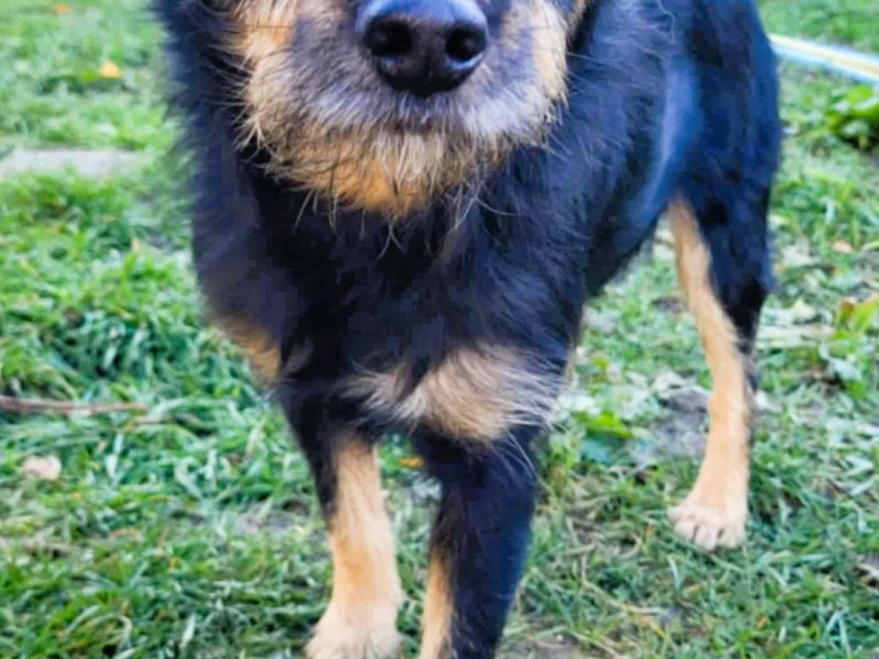 FIKUŚ - wrażliwy psiak w typie terriera do adocji