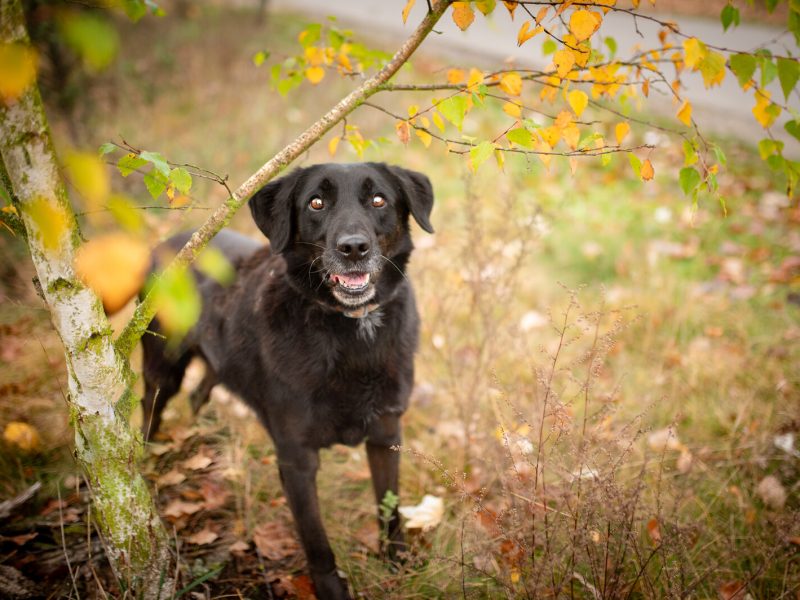 Uśmiechnięty Portos w typie labradora szuka domu!