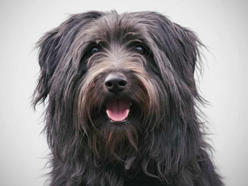 REMI - cudo na 4 łapach do adopcji!