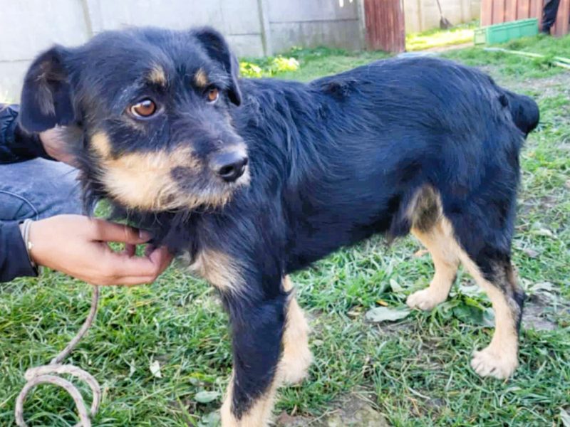 FIKUŚ - wrażliwy psiak w typie terriera do adocji