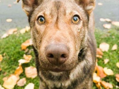 TOFIK - piękny psiak szuka PILNIE domu