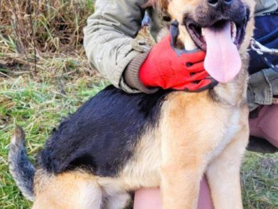 CZARUŚ - kochany psiak porzucony jak zbędna rzecz, ADOPTUJ