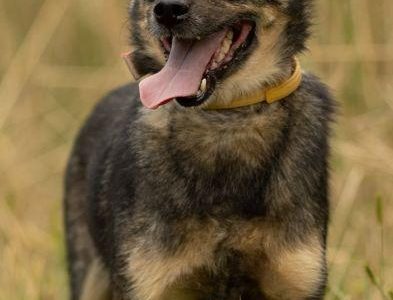 BRUTUSEK - niewielki, cudowny psiak tak długo już czeka, ADO