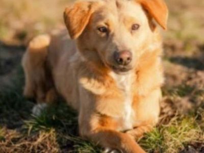 KIARA - nieduża, wrażliwa, kochana sunia, ADOPTUJ