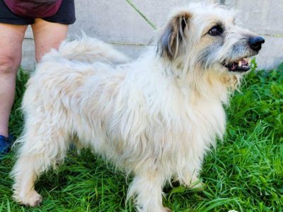 FILC - starszy, kochany psiak szuka domu