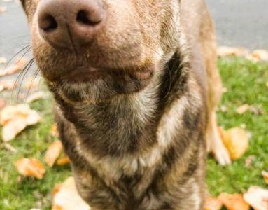 TOFIK - piękny psiak szuka PILNIE domu