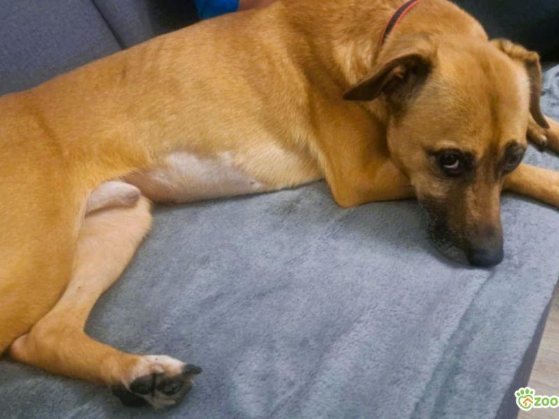 MISIO - delikatny i kochany psiak do adopcji