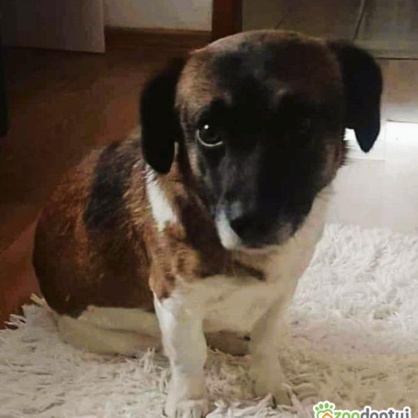 SZAFIR - niewielki psiak szuka domu po śmierci Pana