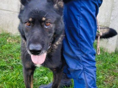 HOMER - piękny psiak w typie wilczaka do adopcji