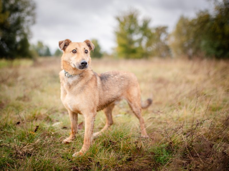 Snikers - kot w ciele psa szuka domu!