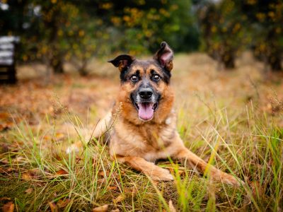 Fantastyczny Lizak - niekonfliktowy, rodzinny psiak!