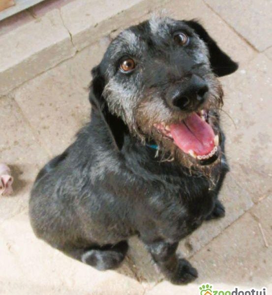 BRÓDKA - cudna sunia w typie mini wyżła szuka domu