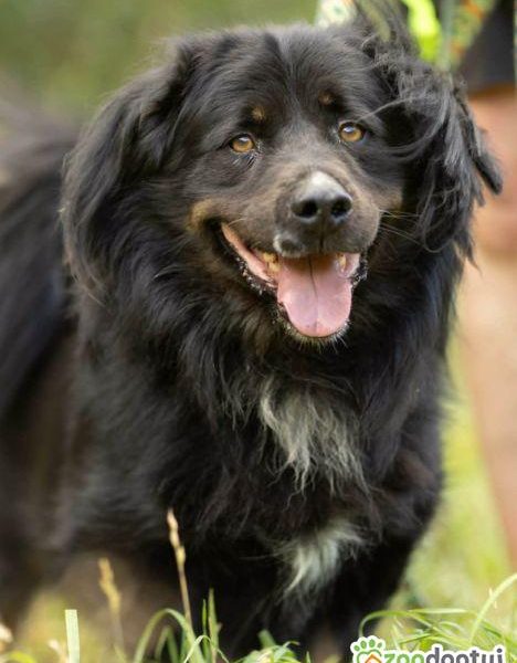 MORUSEK - cudowny psiak szuka najlepszego domu