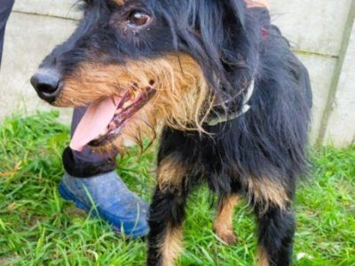 TERI - delikatny psiak w typie terriera za kratami, ADOPTUJ