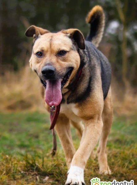 JUNAK - zbyt pospolity by dać mu dom? Błaga o dom!