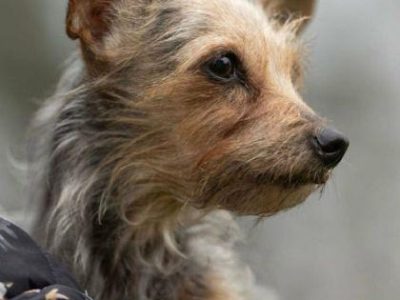 CZESIA - 12 letnia mikro sunia szuka najlepszego domu