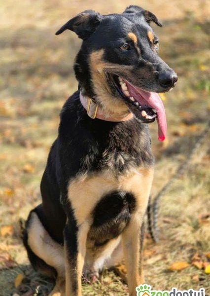 FIGARO - aktywny, wesoły, super pies do adopcji