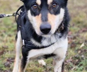 VIVA - mądra łagodna sunia szuka dobrego domu