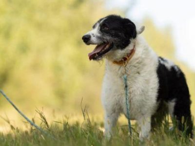 DONALD - piękny psiak w typie wyżła/wilczarza szuka domu