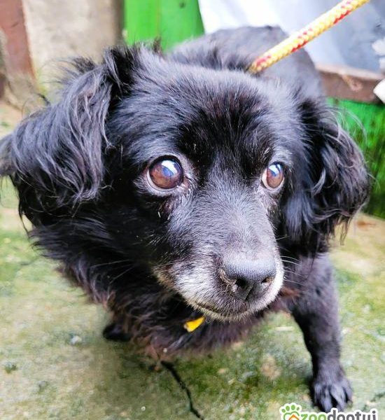 MEGI - biedna, przerażona sunia w schronisku, RATUJ!