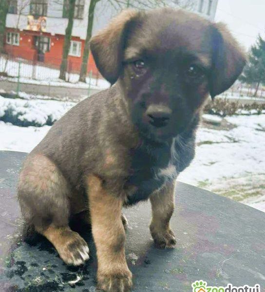 TOSIA - delikatna szczeniaczka błaga o szansę i dom!