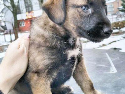 MIA - delikatna, wrażliwa szczeniaczka szuka domu