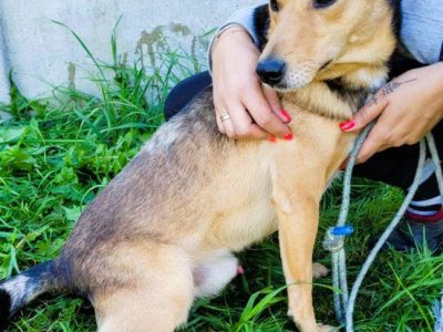 KUMPEL - cudny psiak szuka najlepszego domu