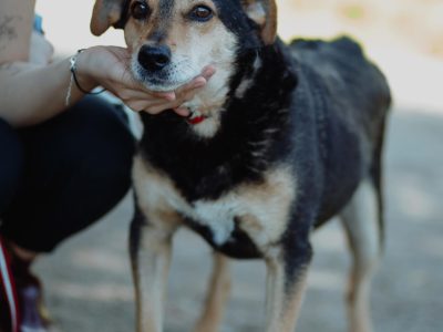 Fiodor - spokojny, niekonfliktowy psiak szuka domu!