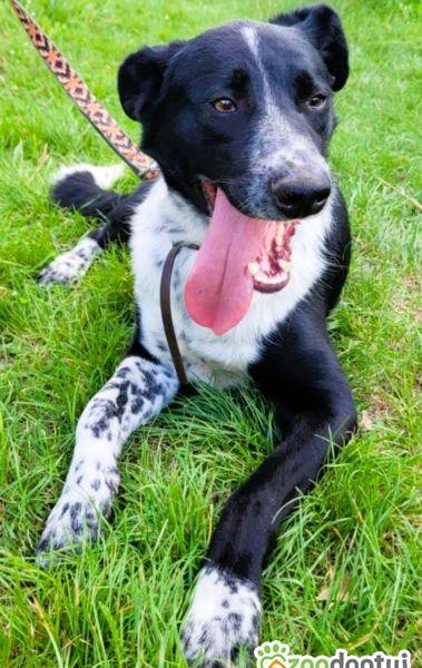 FELIKS - super psiak w typie border collie do adopcji