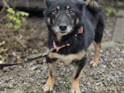 Józia - nakolankowa, wesoła sunia szuka domu!